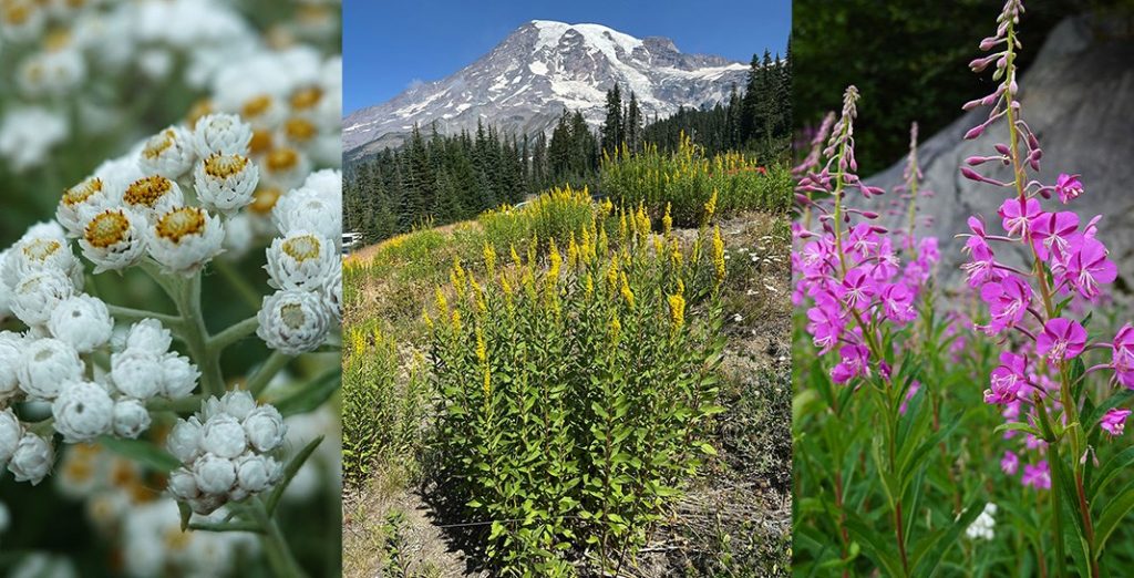 A collage of various flowers and a mountain landscape