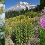 A collage of various flowers and a mountain landscape
