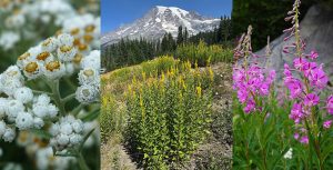 A collage of various flowers and a mountain landscape